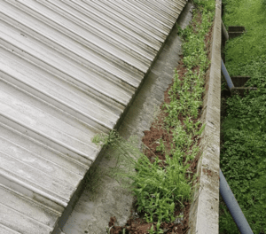 Happy customers in Maidenhead who trust The Roof Moss Cleaners for gutter cleaning services